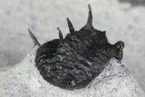 Rare, Proetid (Otarionella) Trilobite - Jebel Oudriss, Morocco #183723-5